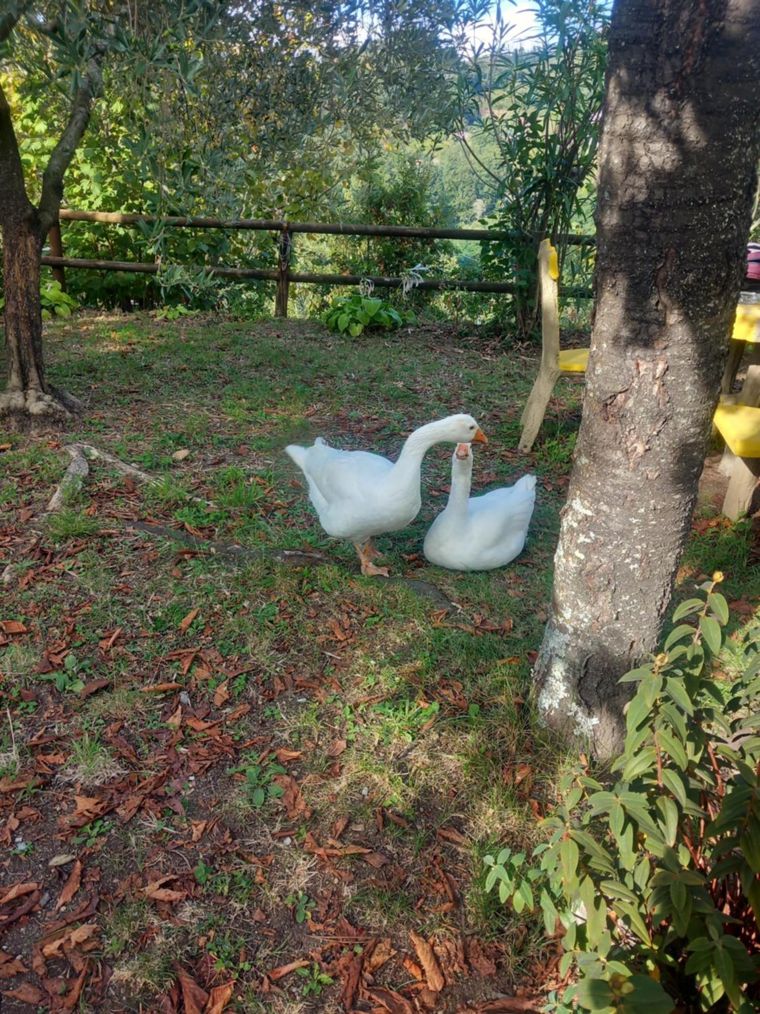 La Valle Fiorita Soviore Bagian luar foto